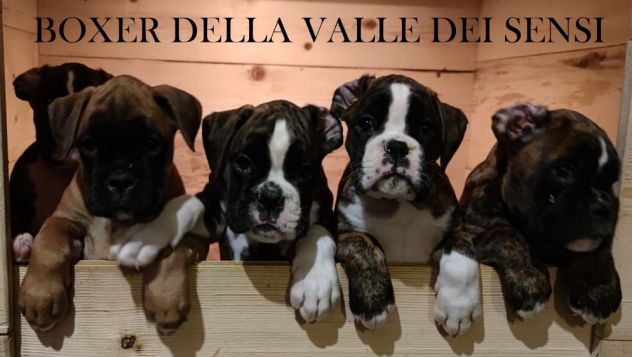 BOXER CUCCIOLI DISPONIBILI - Foto 9