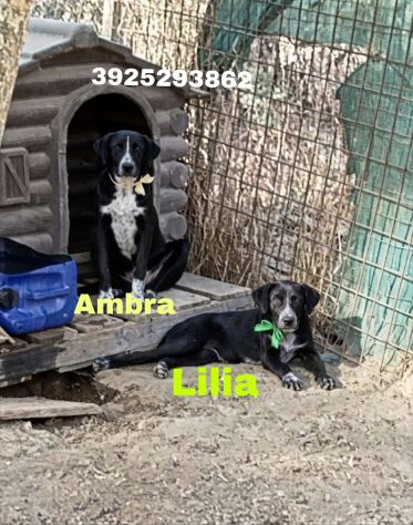 CAGNOLINE IN ADOZIONE UN MONDO DA SCOPRIRE MA SENZA UNA FAMIGLIA - Foto 8