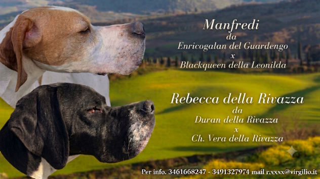 Pointer inglese cuccioli altissima t - Annunci Milano