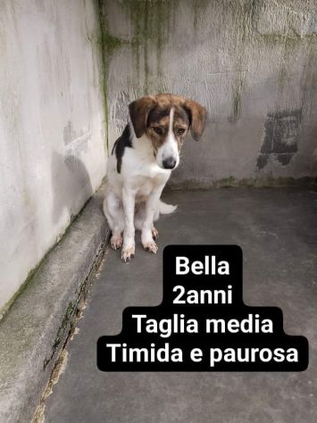 Cagnolini in adozione