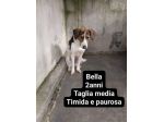 Cagnolini in adozione