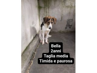Cagnolini in adozione