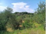 Terreno agricolo in vendita a Treggiaia - Pontedera 100000 mq Rif: 938474