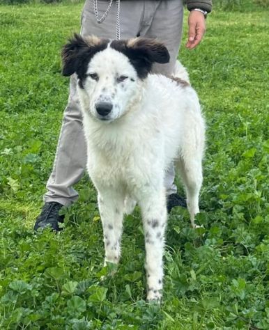 Il dolce Snoopy cerca la sua famiglia questa volta per sempre - Foto 4