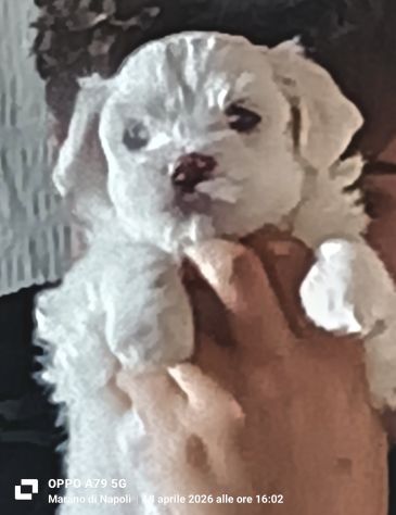 Maltesino cucciolo Toy maschio - Foto 2