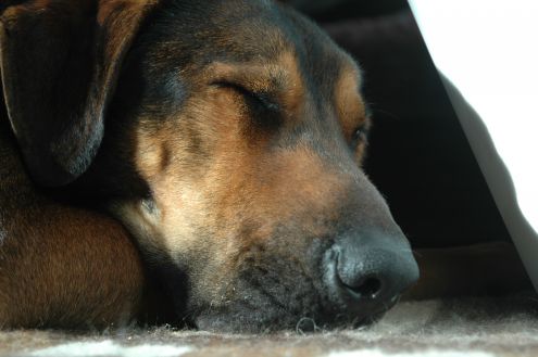 WHISKY, un grande cane - Foto 3