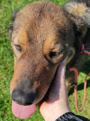 GIOI CANE IN ADOZIONE - Foto 2