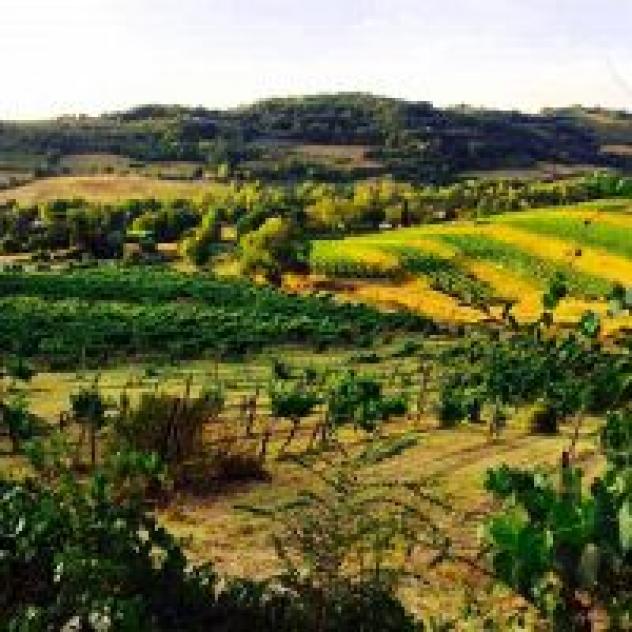Azienda Agricola Casanova Societa' Agricola - Societa' Semplice di Nardini Ivana & C. - Foto 2