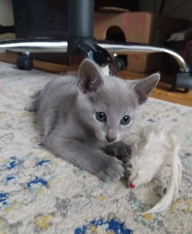 Cuccioli Blue di russia