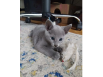 Cuccioli Blue di russia