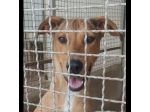 DOROTY gentile ed allegra cagnolina in adozione