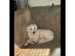 TICO E TACO MERAVIGLIE DI CUCCIOLI MIX GOLDEN/PMA  IN ADOZIONE