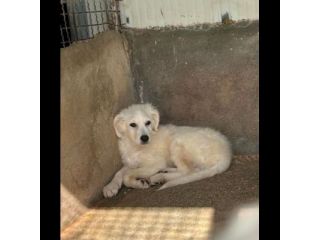 TICO E TACO MERAVIGLIE DI CUCCIOLI MIX GOLDEN/PMA  IN ADOZIONE