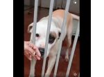 BLOOM AFFETTUOSA CAGNOLONA IN ADOZIONE