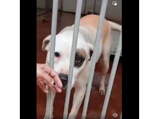 BLOOM AFFETTUOSA CAGNOLONA IN ADOZIONE