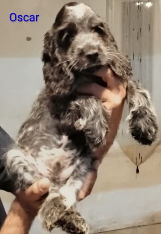 Cucciolo cocker spaniel inglese Blu roano