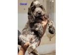 Cucciolo cocker spaniel inglese Blu roano