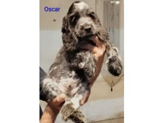 Cucciolo cocker spaniel inglese Blu roano