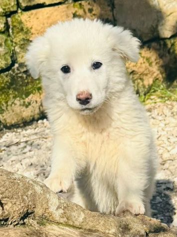 CUCCIOLE MAREMMANO 4 MESI SONO IN CANILE - Foto 4