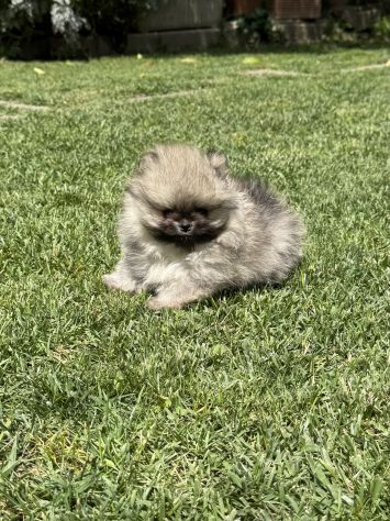 Cuccioli volpino pomerania toy - Foto 2
