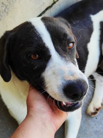 CANE IN ADOZIONE: MARILU', taglia media