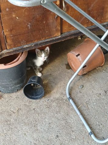 GATTI E GATTINI MERAVIGLIOSI - Foto 8