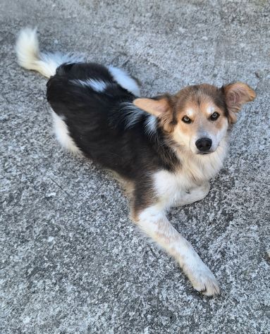 Kaan 8 mesi mix border collie