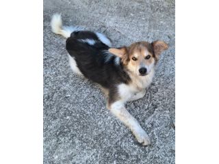 Kaan 8 mesi mix border collie