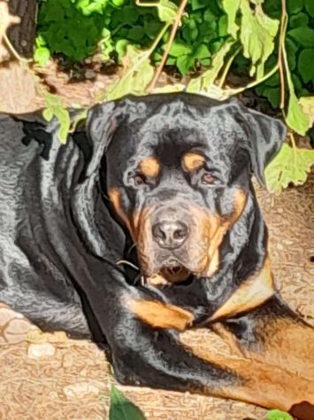 REGALO CUCCIOLI INCROCIO ROTTWEILER PASTORE - Foto 4
