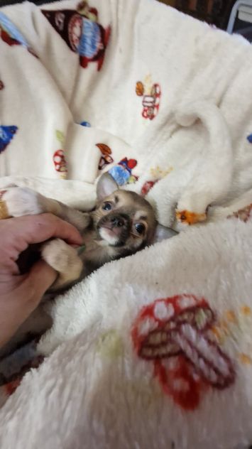 Cuccioli di chihuahua - Foto 2