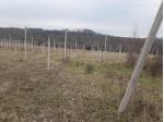 Terreno agricolo in vendita a Villafranca in Lunigiana 70000 mq  Rif: 874222