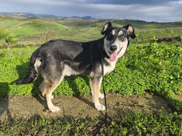 CASPER, 5 ANNI, TAGLIA MEDIA CONTENUTA (20KG),  SI MERTIA UNA CASA !! - Foto 5