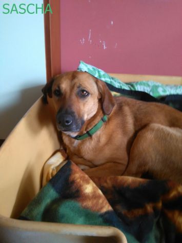 SASHA, dolce e giovane cagnolina - Foto 3
