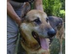 ERMES, un pastorone dalle orecchie matte