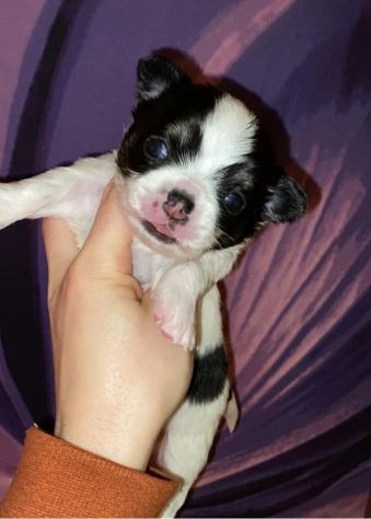Chihuahua - Foto 4