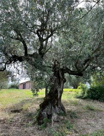 OLIVO SECOLARE - Foto 3