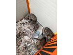 Bouledogue Francese (Bulldog Blue-Merle)