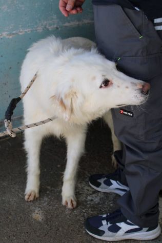 TONY 4 ANNI 25/30 KG. - Foto 3