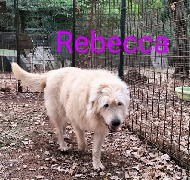 REBECCA 9anni rimasta sola! Dolce past. Vandeano - Foto 3