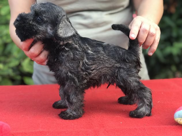 Cuccioli di Zwergschnauzer Pepe e sale - Foto 4