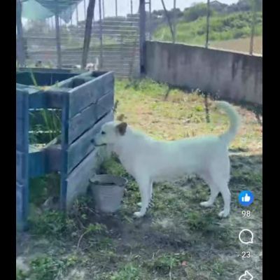 CUKY SEMPLICEMENTE DELIZIOSA CAGNOLINA IN ADOZIONE - Foto 4