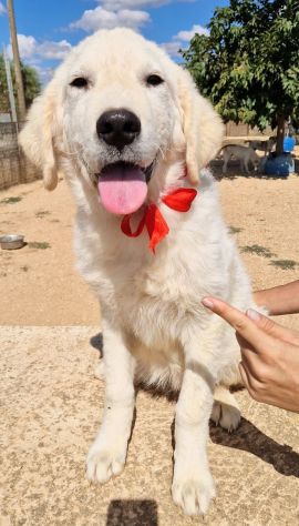 BURT,DOPO L'ABBANDONO,MERITA L'ADOZIONE! - Foto 4