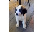 Cuccioli di san Bernardo