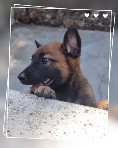 Allevamento Pastore Belga Malinois in Basilicata Matera Potenza - Foto 2