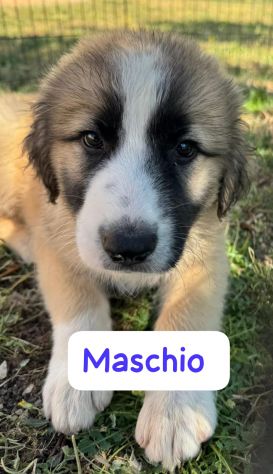 CUCCIOLI 3 MESI - Foto 5