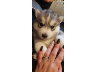 CUCCIOLI SIBERIAN HUSKY ENCI
