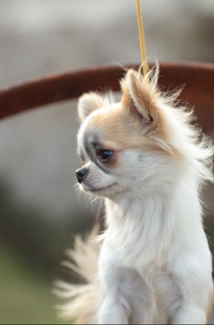 Cuccioli di chihuahua - Foto 4