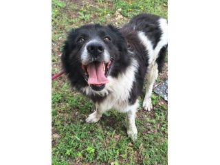 Cosmo 3 anni mix border collie