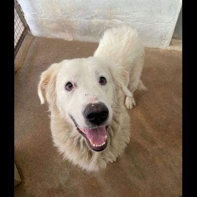 OMAR ADORABILE CANE IN ADOZIONE