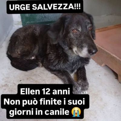 DUE NONNINE DOLCISSIME CERCANO CASA, CAGNOLINE IN ADOZIONE - Foto 4